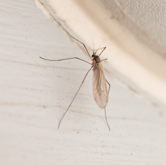 Trichocera