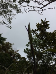Tillandsia polystachia