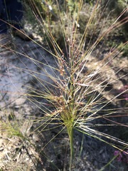 Austrostipa mollis