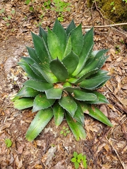 Agave