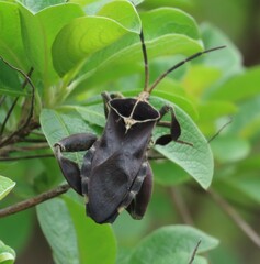 Petascelis remipes