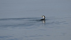 Microcarbo melanoleucos brevirostris