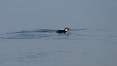 Microcarbo melanoleucos brevirostris