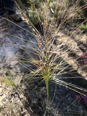 Austrostipa mollis