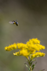 Colletes compactus compactus