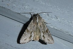 Ichneutica ustistriga
