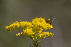 Colletes compactus compactus