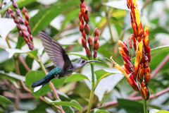 Campylopterus hemileucurus