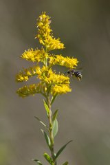 Colletes compactus compactus