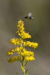 Colletes compactus compactus