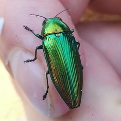 Eurythyrea micans