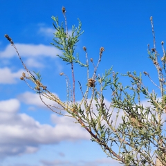 Tamarix