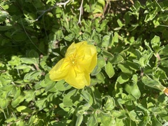 Oenothera drummondii