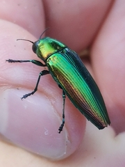 Eurythyrea micans