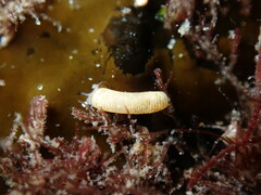 Caecum