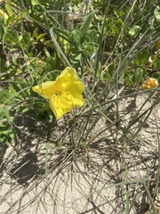 Oenothera drummondii