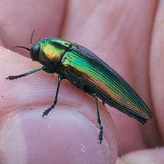Eurythyrea micans