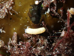 Caecum
