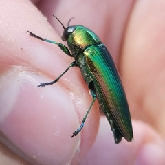 Eurythyrea micans