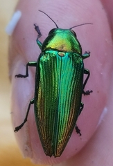 Eurythyrea micans