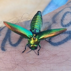Eurythyrea micans