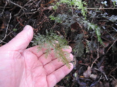 Hymenophyllum demissum