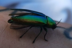 Eurythyrea micans