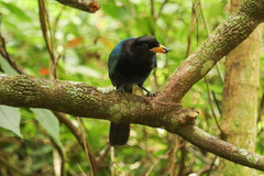 Cyanocorax melanocyaneus