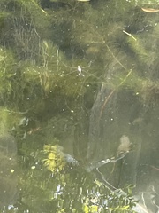 Aquarius elongatus