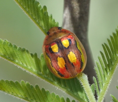 Paropsisterna nobilitata