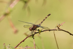 Erythemis plebeja