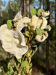 Exobasidium ferrugineae