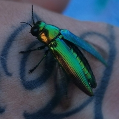 Eurythyrea micans