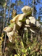 Exobasidium ferrugineae