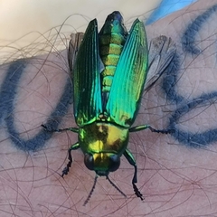 Eurythyrea micans