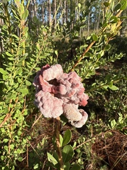 Exobasidium ferrugineae