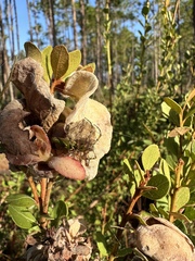 Exobasidium ferrugineae