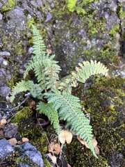 Polystichum haleakalense