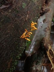 Favolaschia calocera