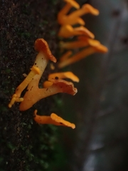 Favolaschia calocera
