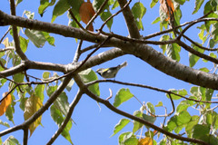 Vermivora chrysoptera