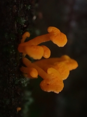 Favolaschia calocera