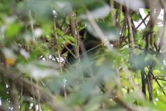 Aulacorhynchus prasinus