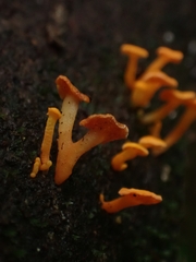 Favolaschia calocera