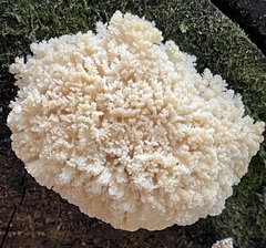 Hericium abietis