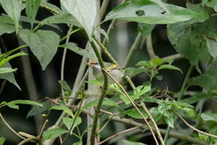 Vermivora chrysoptera