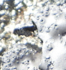 Umbilicaria cylindrica