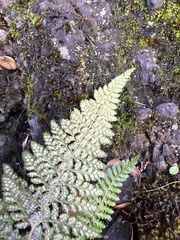 Polystichum haleakalense