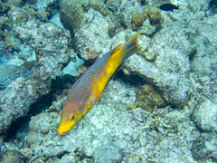 Bodianus rufus