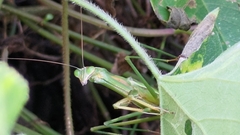 Tenodera aridifolia